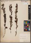 Foto von Salix aurita L.